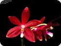 Phal. tetraspis Red